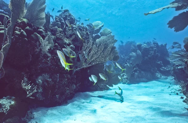 ボネール島浅瀬のサンゴ礁 — ストック写真