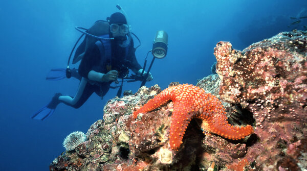 Diver and Starfish