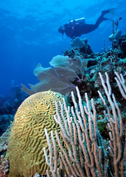 Buceador y Cerebro Coral —  Fotos de Stock