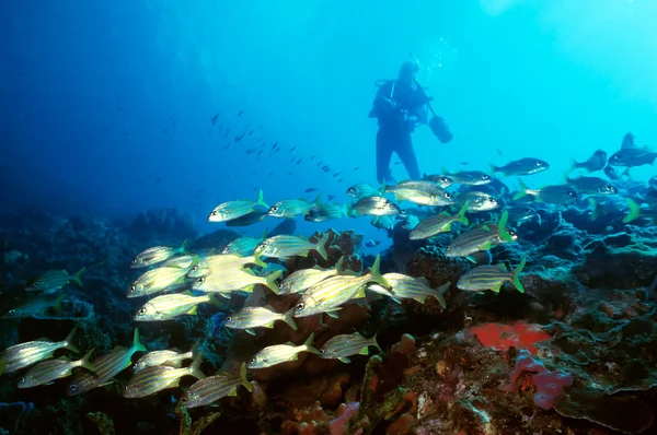 Diver and Yellow Tail Snapper — Stock Photo, Image