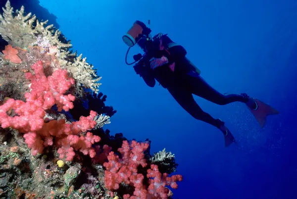 Buceador y pared de coral suave —  Fotos de Stock