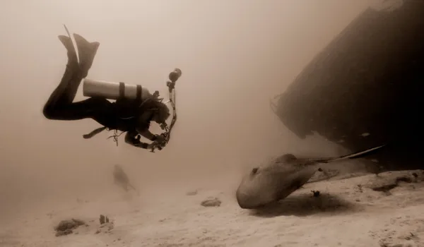 潜水员和巨型黄貂鱼 — 图库照片