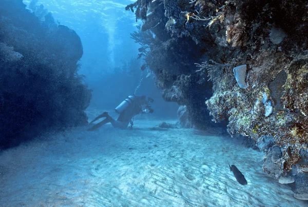 Diver in Roatan — Stock Photo, Image