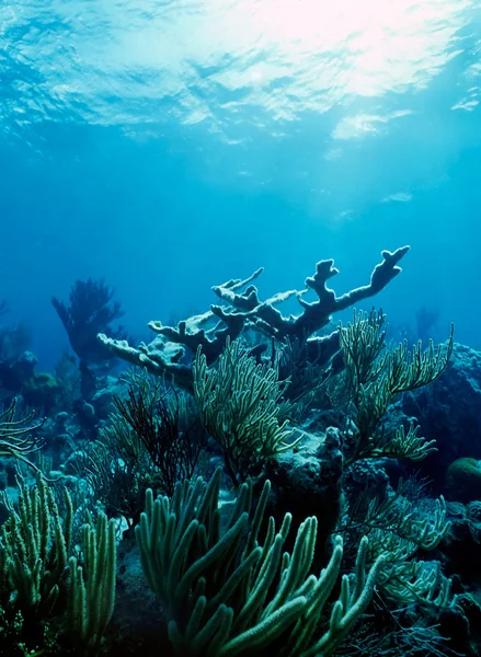 Elkhorn reef — Stock Photo, Image