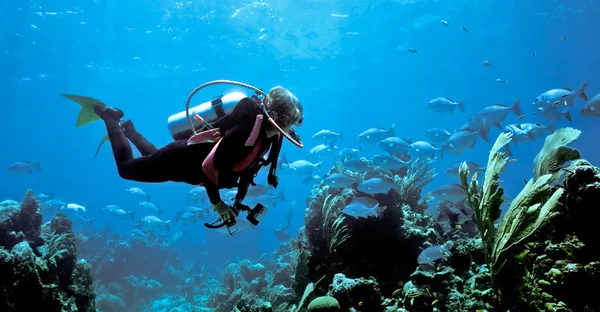 女潜水员和百慕大白鲑 — 图库照片