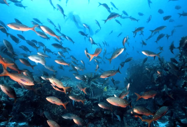 Galápagos pescado — Foto de Stock