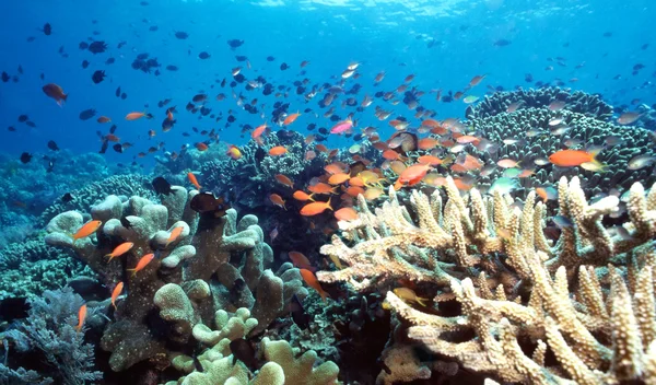 インドネシアのサンゴ礁 — ストック写真