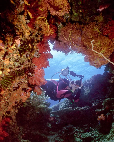 Corales blandos Beqa — Foto de Stock
