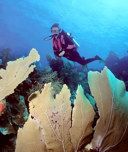 海底扇状地トリオ — ストック写真