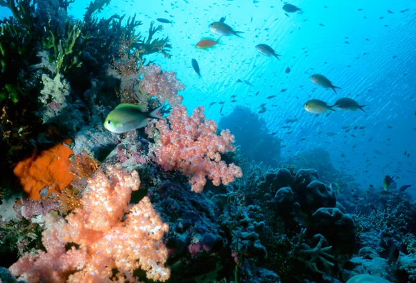 モルディブの浅いサンゴ礁 — ストック写真