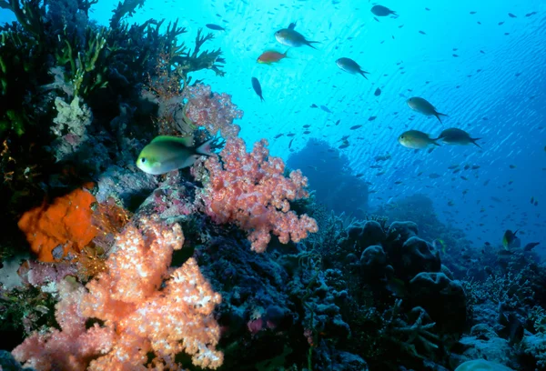 Мальдивский мелководный риф — стоковое фото