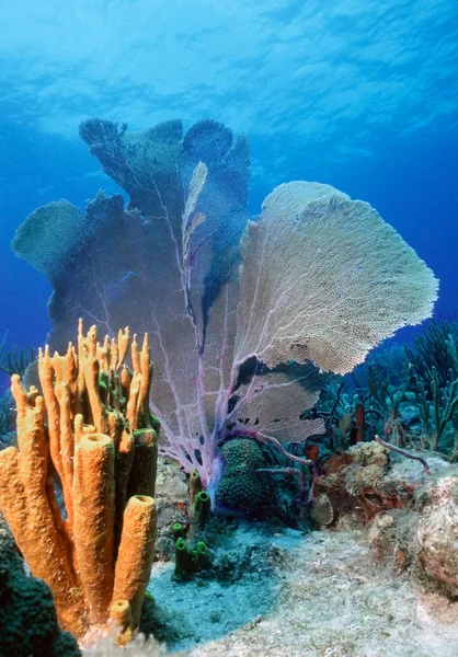 Barevný útes — Stock fotografie