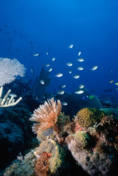 罗阿坦岛珊瑚礁 — 图库照片
