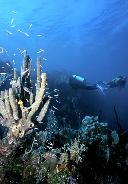 罗阿坦岛珊瑚礁 — 图库照片