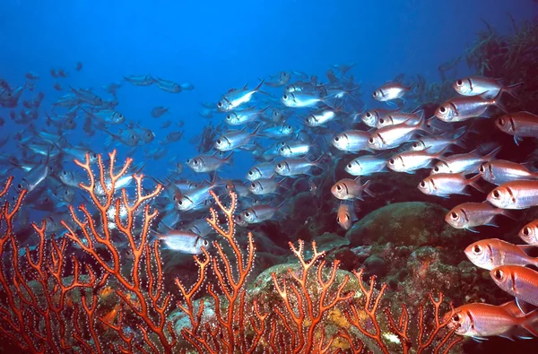 Arrecife de Squirell — Foto de Stock