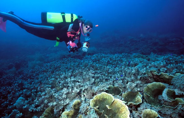 女潜水员和印珊瑚 — 图库照片