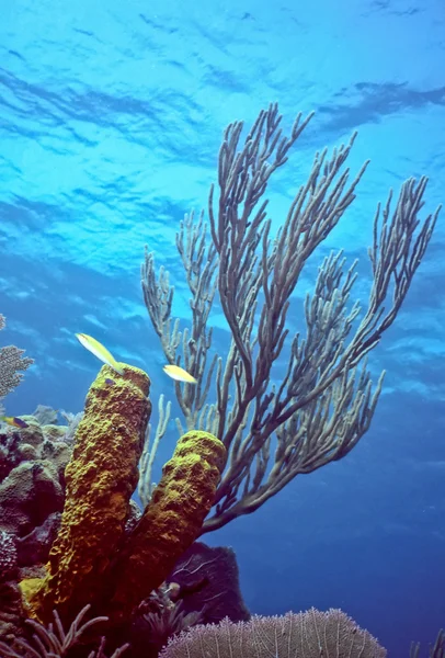 カリブの浅いサンゴ礁 — ストック写真