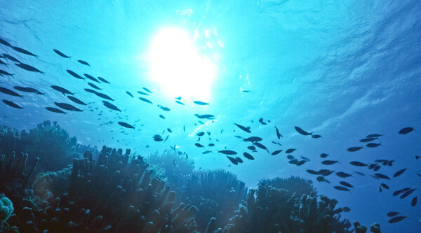 Silhouette of reef fish over a shallow reef in the Cayman Islands, Caribbean