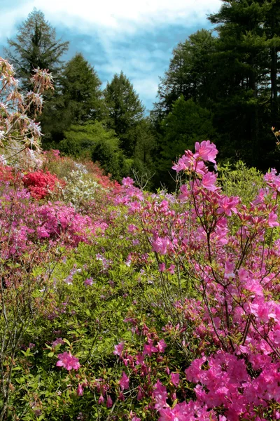 stock image Azelea Forest