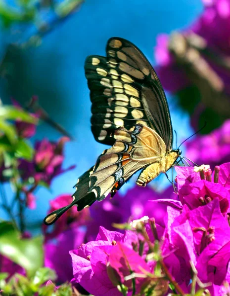 Motyl wiosna — Zdjęcie stockowe