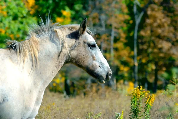 stock image Horse in Autumn