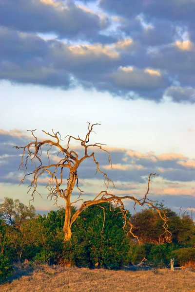 Kalahari in der Dämmerung — Stockfoto