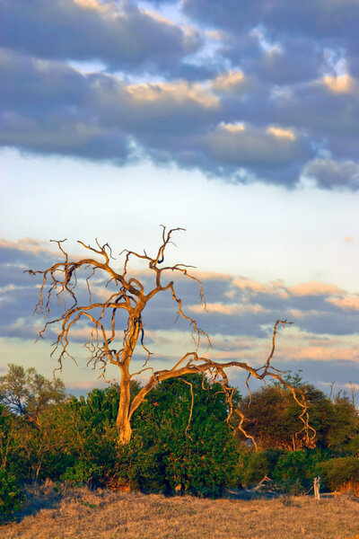 Калахари на закате

