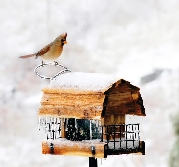 Alimentatore invernale per uccelli — Foto Stock