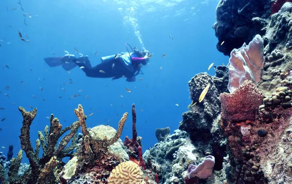 自然のままのサンゴ礁 ロイヤリティフリーのストック写真