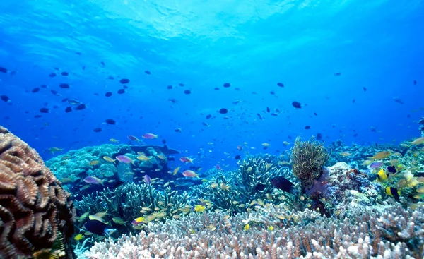 Uepi barriera corallina poco profonda Foto Stock