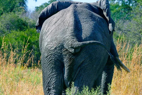 Elefant Royaltyfria Stockbilder