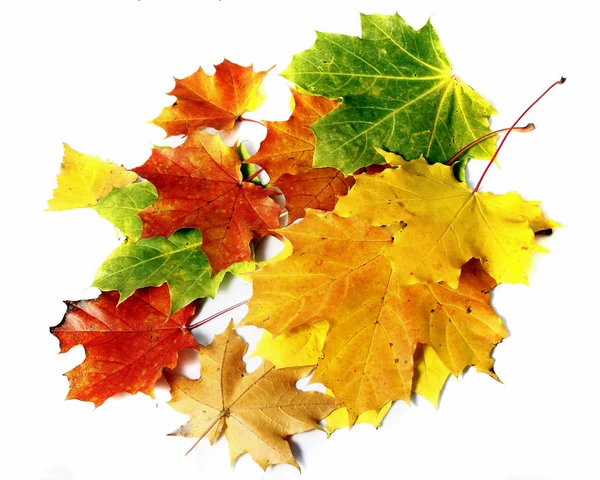 stock image Colorful autumn leaves