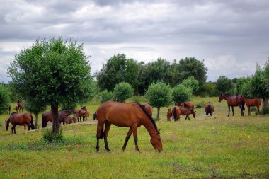 Red Horses clipart