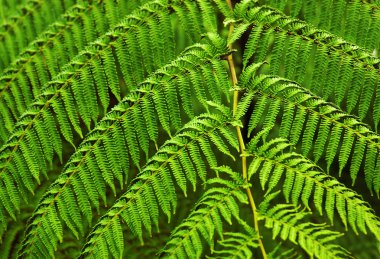 Fern fronds clipart