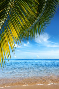 Tropical Beach clipart