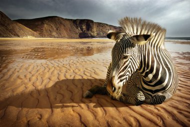 Beach Zebra clipart