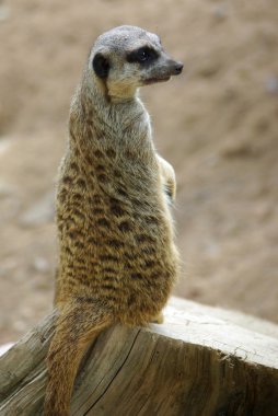 meerkat portre