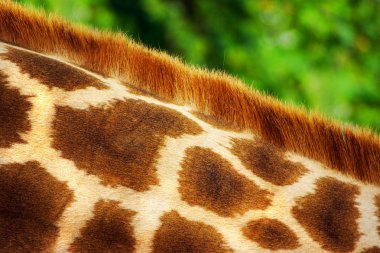 Giraffe Fur clipart