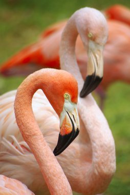 Two Flamingoes clipart