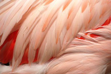 Flamingoe's Feathers clipart