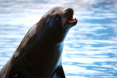 Sea-Lion clipart