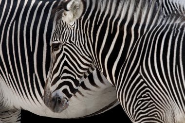 Zebra Head clipart