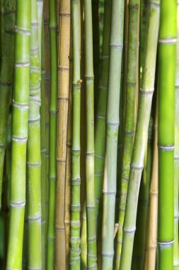 Bamboo Background clipart