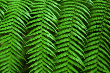 Fern Fronds clipart