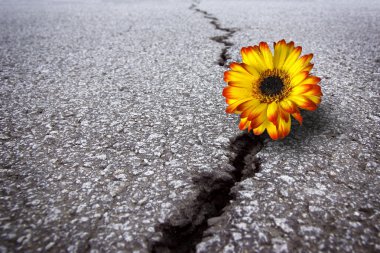 Flower in asphalt