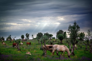 Horses Eating clipart