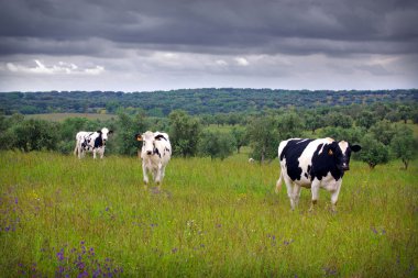 Three Cows clipart