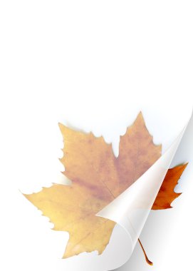 Fall Page clipart