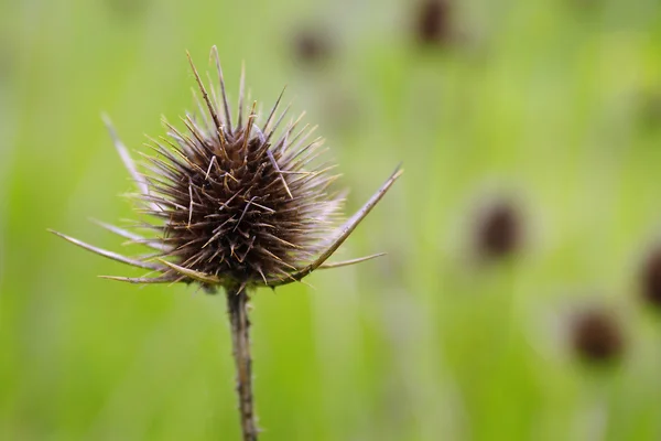 Dried Thistle — Stock Photo, Image