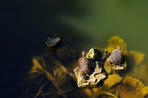 Duas tartarugas — Fotografia de Stock